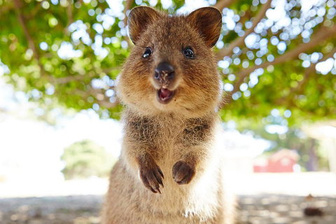 Discover Rottnest With Ferry & Bus Tour From Perth Or Fremantle - Hervey Bay Accommodation 0