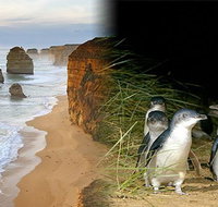 Melbourne Super Saver Great Ocean Road  Phillip Island  Attraction Pass - Hervey Bay Accommodation