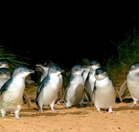 Puffing Billy Moonlit Sanctuary  Penguins Day Tour - Hervey Bay Accommodation