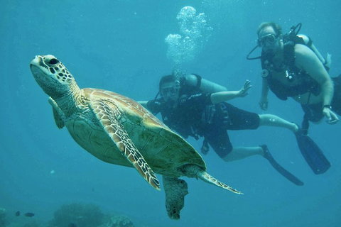 Ocean Freedom Great Barrier Reef Personal Luxury Snorkel & Dive Cruise, Cairns - Hervey Bay Accommodation 4