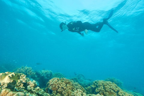 Ocean Freedom Great Barrier Reef Personal Luxury Snorkel & Dive Cruise, Cairns - Hervey Bay Accommodation 5