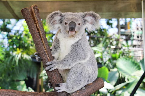 Cairns ZOOM And Wildlife Dome - Hervey Bay Accommodation 0