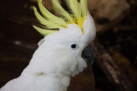 Cairns ZOOM And Wildlife Dome - Hervey Bay Accommodation 2