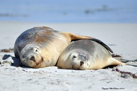 NEW TOUR - Kangaroo Island Road To Recovery Tour (1 Day/1 Night) - Hervey Bay Accommodation 1