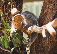 Melbourne City Tour and Phillip Island in One Day - Hervey Bay Accommodation