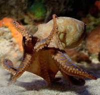 General Admission Entry at AQWA - Hervey Bay Accommodation