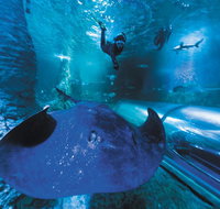 Snorkel with Sharks at AQWA - Hervey Bay Accommodation