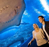 Dive with Sharks at AQWA - Hervey Bay Accommodation