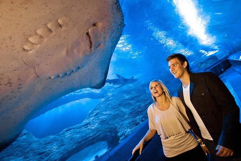 Dive With Sharks At AQWA - Tourism Hervey Bay 0