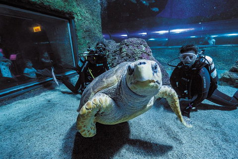 Dive With Sharks At AQWA - Tourism Hervey Bay 2