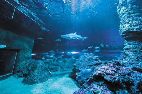 Dive With Sharks At AQWA - Tourism Hervey Bay 3