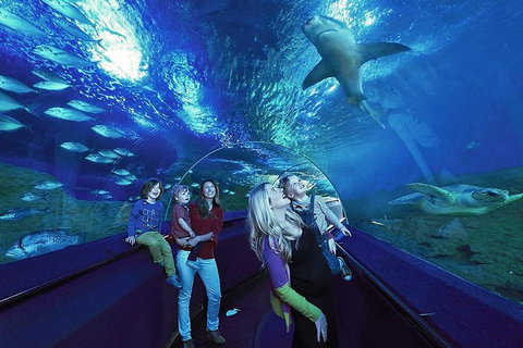 Dive With Sharks At AQWA - Tourism Hervey Bay 5