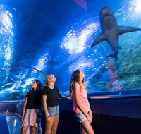 Lunch and General Admission Entry at AQWA - Hervey Bay Accommodation