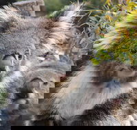 Kuranda Koala Gardens and Birdworld Admission Tickets - Hervey Bay Accommodation