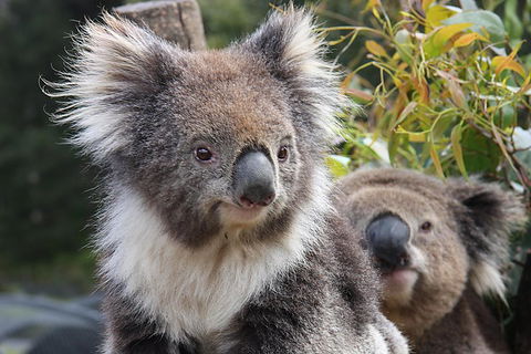 Kuranda Koala Gardens And Birdworld Admission Tickets - Hervey Bay Accommodation 0