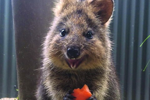 Kuranda Koala Gardens And Birdworld Admission Tickets - Hervey Bay Accommodation 2