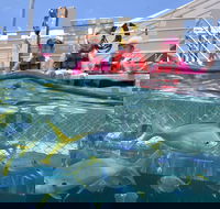 Outer Reef Pontoon Experience from Cairns - Hervey Bay Accommodation