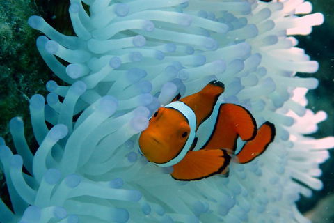 Seastar Luxury Outer Great Barrier Reef Island And Reef Tour From Cairns - Hervey Bay Accommodation 0