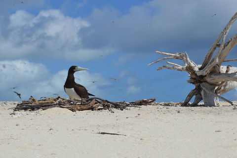 Seastar Luxury Outer Great Barrier Reef Island And Reef Tour From Cairns - Hervey Bay Accommodation 1