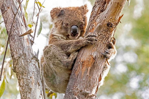 Wild Australian Wildlife 4WD Tour From Sydney - Hervey Bay Accommodation 1