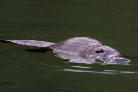 Wild Australian Wildlife 4WD Tour From Sydney - Hervey Bay Accommodation 2