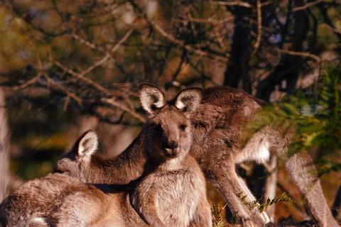 Wild Australian Wildlife 4WD Tour From Sydney - Hervey Bay Accommodation 3