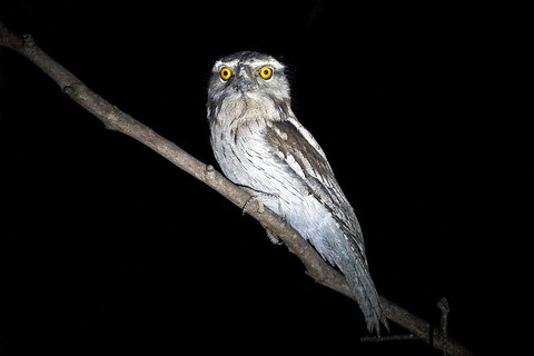 Wild Australian Wildlife 4WD Tour From Sydney - Hervey Bay Accommodation 4