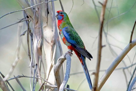 Wild Australian Wildlife 4WD Tour From Sydney - Hervey Bay Accommodation 5
