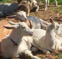Mornington Peninsula Winery Tours with Cheese Chocolate Tastings from Melbourne - Hervey Bay Accommodation