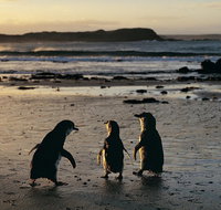 Phillip Island Penguin Parade Day Trip with Koala Conservation Reserve Visit - Hervey Bay Accommodation