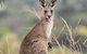 Sydney Wine Tour â€“ Wine, Waves & Wildlife In South Coast - thumb 4