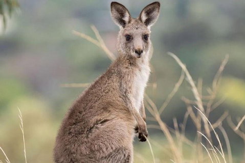 Sydney Wine Tour â€“ Wine, Waves & Wildlife In South Coast - Hervey Bay Accommodation 4