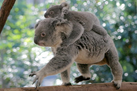 Lone Pine Koala Sanctuary Admission With Brisbane River Cruise - Hervey Bay Accommodation 0