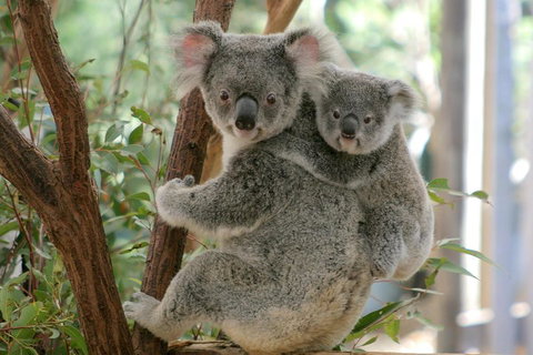 Lone Pine Koala Sanctuary Admission With Brisbane River Cruise - Hervey Bay Accommodation 3