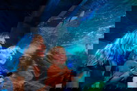 SEA LIFE Sunshine Coast Aquarium Entrance Ticket, Noosa