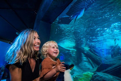 SEA LIFE Sunshine Coast Aquarium Entrance Ticket - Hervey Bay Accommodation 0