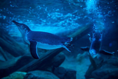 SEA LIFE Sunshine Coast Aquarium Entrance Ticket - Hervey Bay Accommodation 1