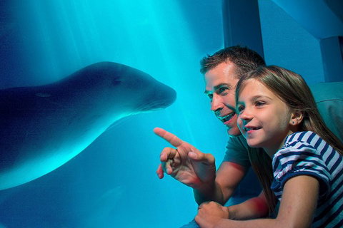 SEA LIFE Sunshine Coast Aquarium Entrance Ticket - Hervey Bay Accommodation 2