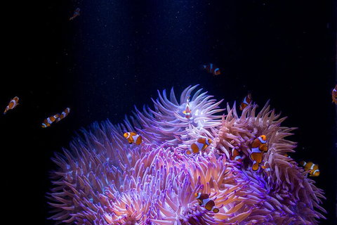 SEA LIFE Sunshine Coast Aquarium Entrance Ticket - Hervey Bay Accommodation 4