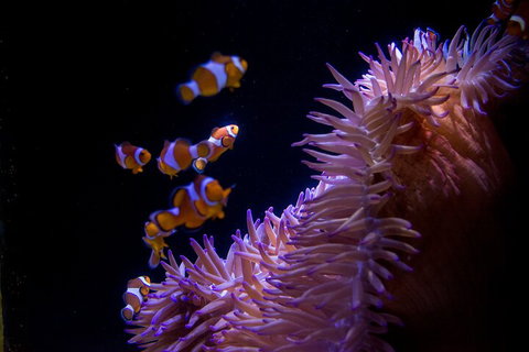 SEA LIFE Sunshine Coast Aquarium Entrance Ticket - Hervey Bay Accommodation 5