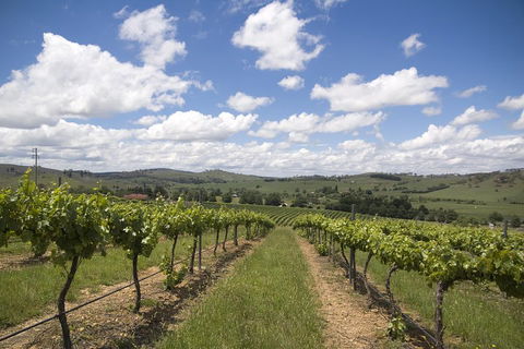 Hunter Valley Wine Tour From Sydney Incl Lunch, Cheese, Chocolate And Distillery - Hervey Bay Accommodation 0