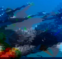 Scuba Dive the S.S. Yongala Wreck on the Great Barrier Reef. - Tourism Hervey Bay