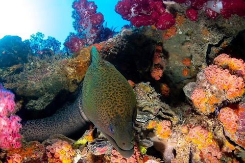 Scuba Dive The S.S. Yongala Wreck On The Great Barrier Reef. - Hervey Bay Accommodation 1