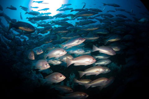 Scuba Dive The S.S. Yongala Wreck On The Great Barrier Reef. - Hervey Bay Accommodation 4