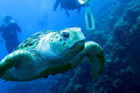 Scuba Dive The S.S. Yongala Wreck On The Great Barrier Reef. - Hervey Bay Accommodation 5